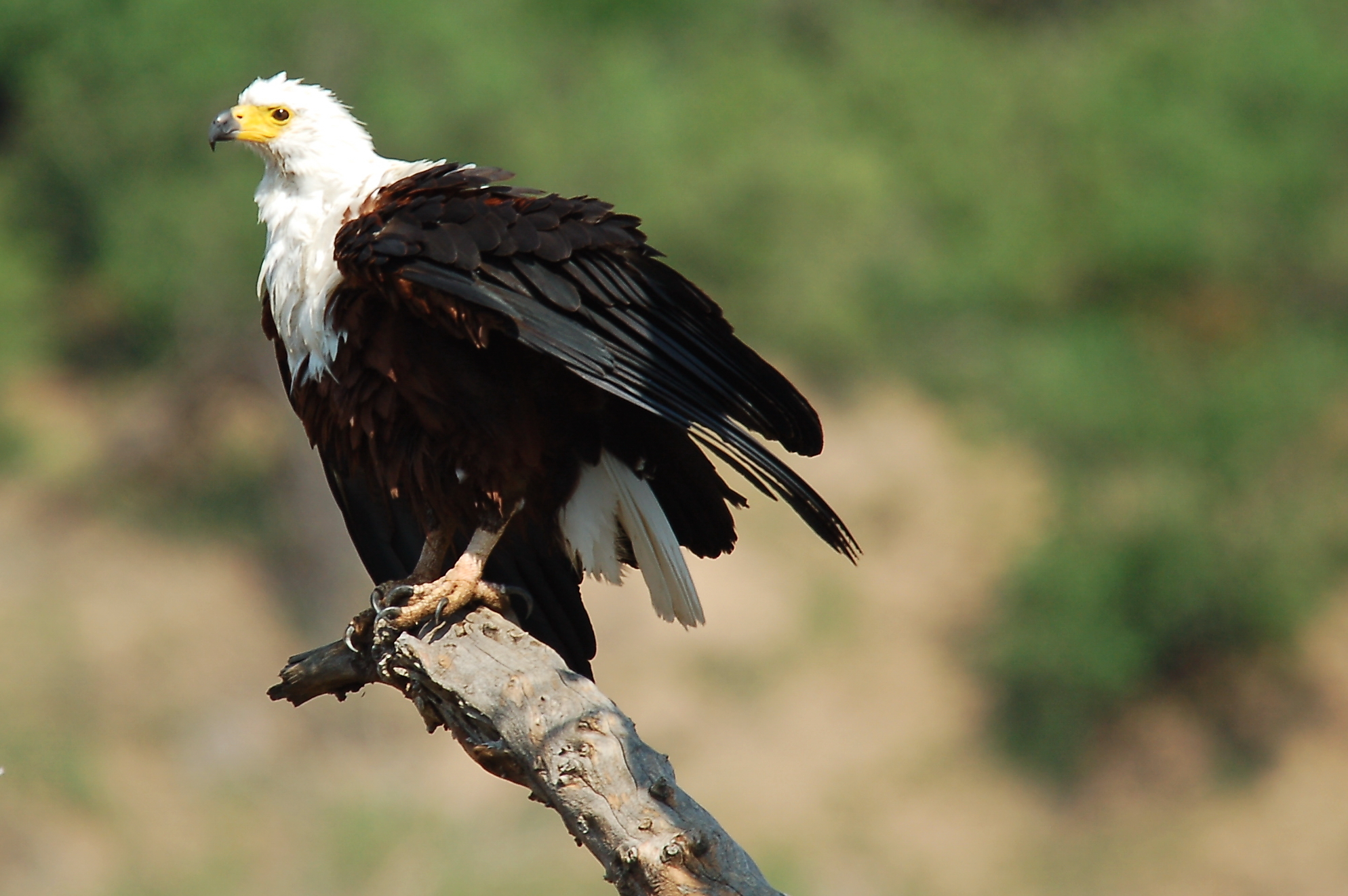 African Fish Eagle iSafiri